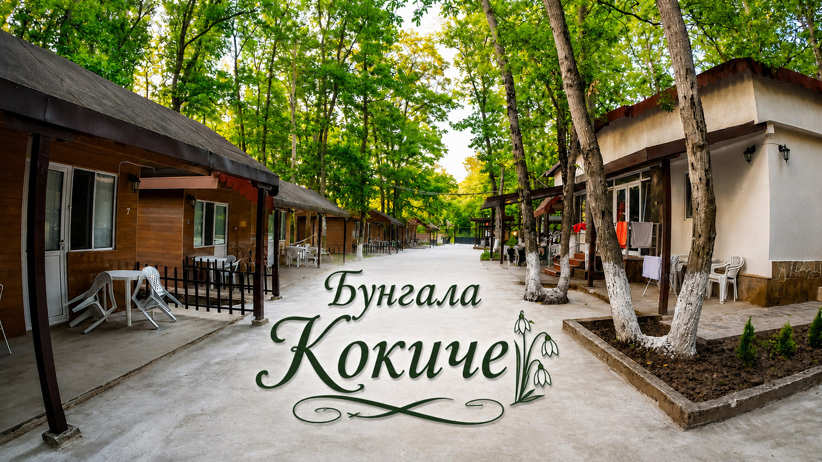 Бунгала кокиче